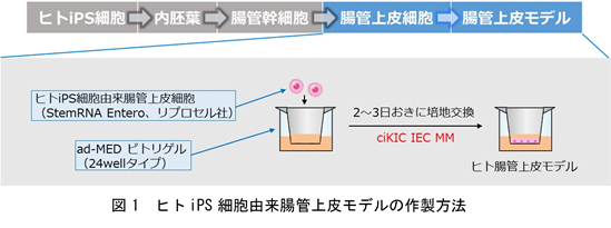 IEC-g1.png