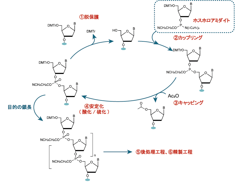 ホスホロアミダイト法