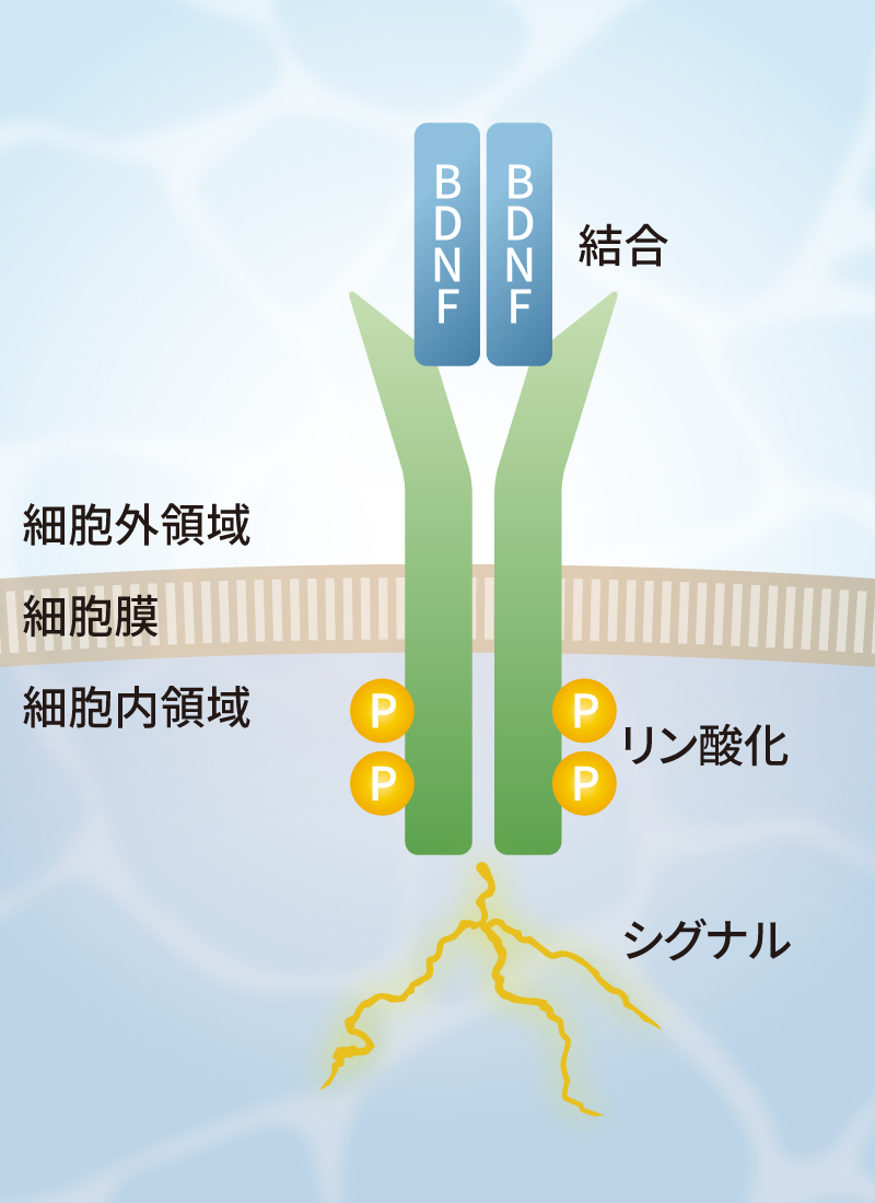 bio_img-pg003-2.jpg