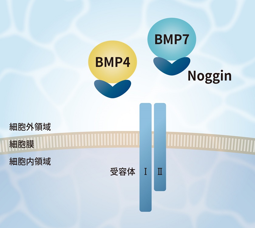 bio_img-pg004-1.jpg