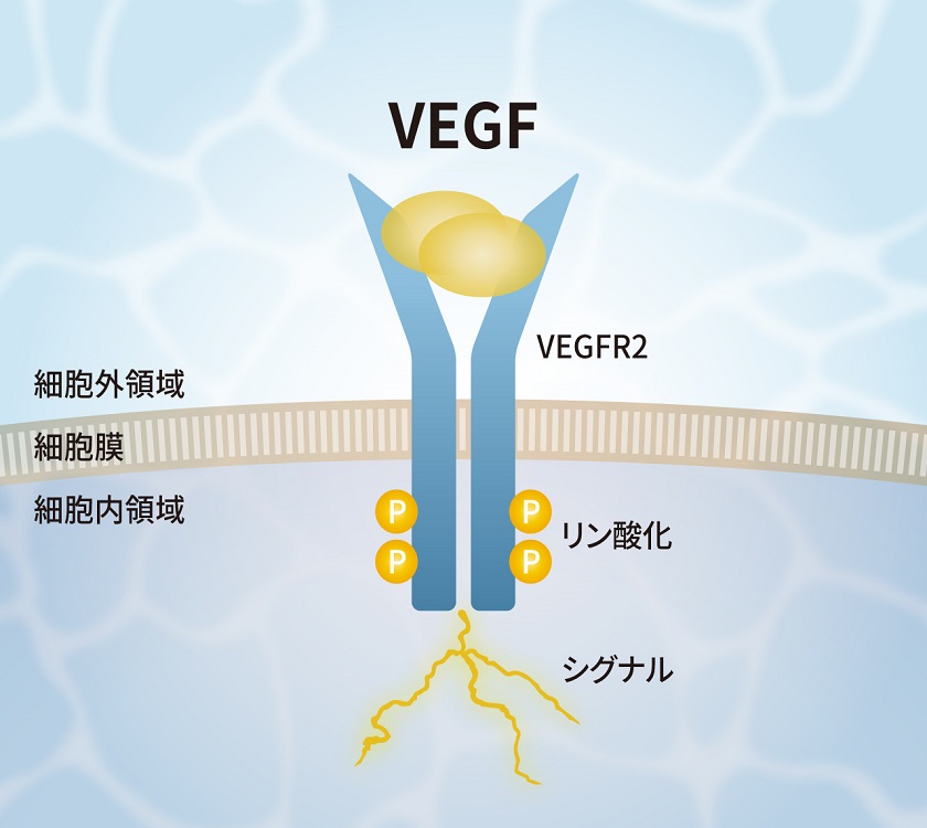 bio_img-pg007-1.jpg