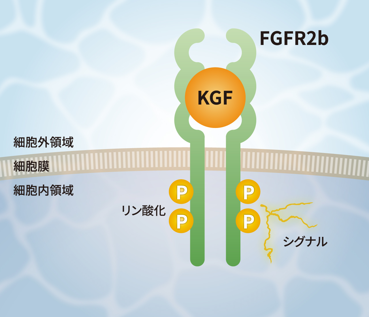 bio_img-pg012_01_jp.jpg