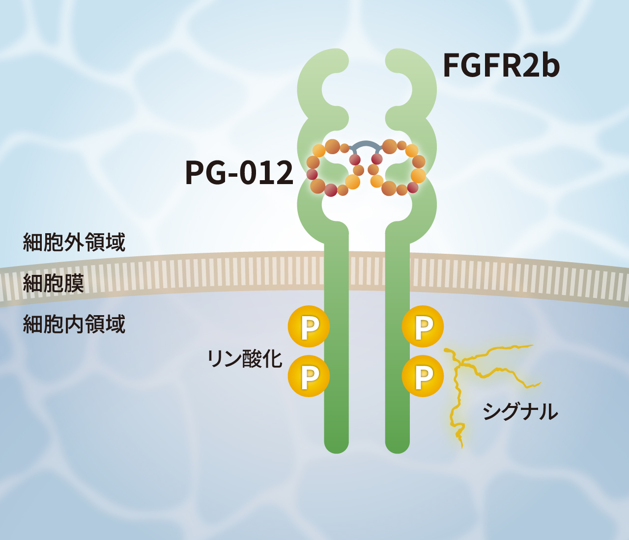 bio_img-pg012_02_jp.jpg