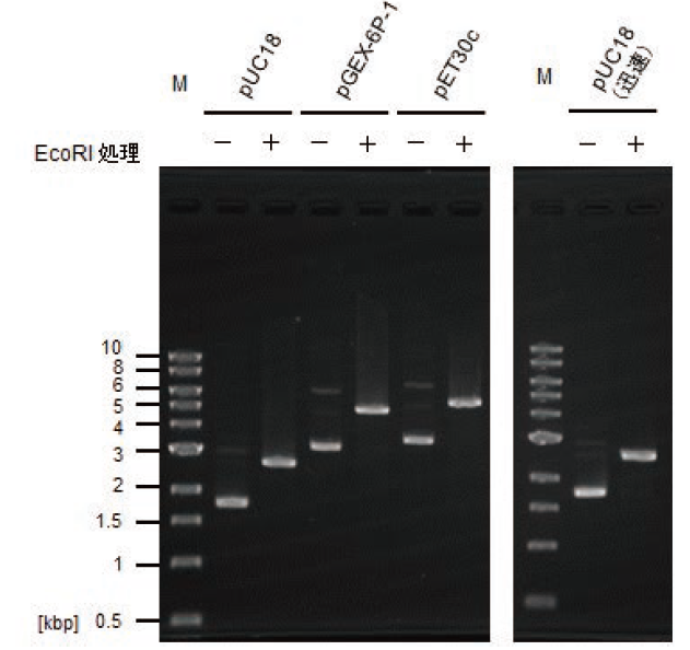 plasmid2_1.png