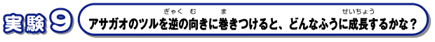 アサガオのツルを逆の向きに巻きつけると、どんなふうに成長するかな？